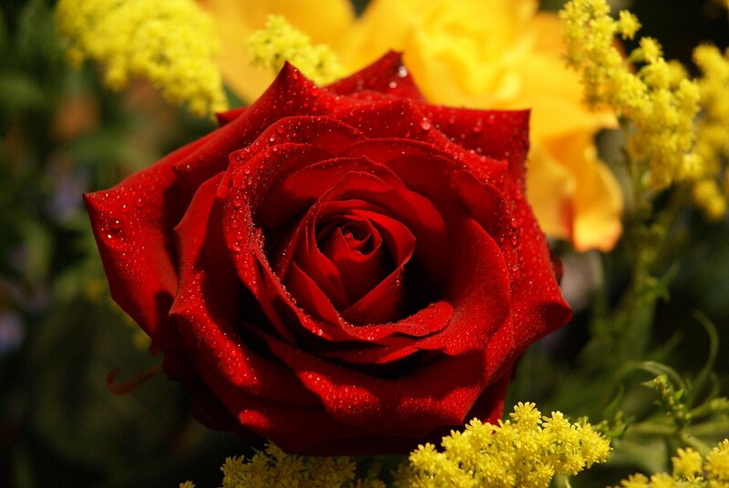 Red Rose with Water Droplets — Dramatic, Photograph, Yellow Flowers