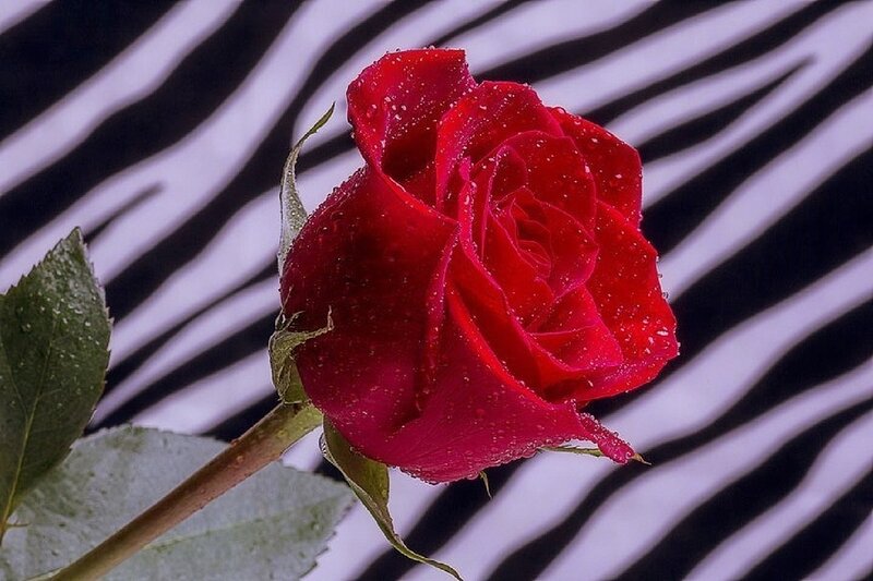 Red Rose with Water Droplets — Dramatic, Photograph, Zebra Pattern