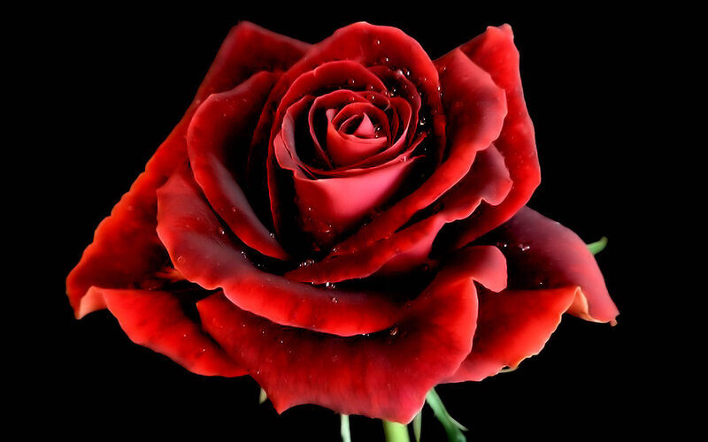 Red Rose with Water Droplets — Dramatic, Stem