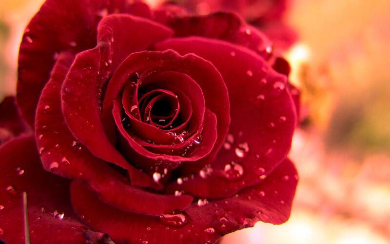 Red Rose with Water Droplets — Dramatic, Sunset, Photograph, Water Droplets