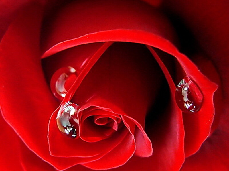 Red Rose with Water Droplets — Dramatic