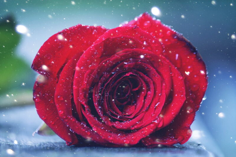 Red Rose with Water Droplets — Dramatic, Winter