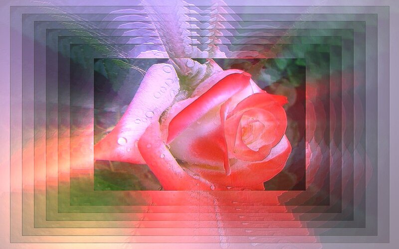 Red Rose with Water Droplets — Dreamy, Digital Art