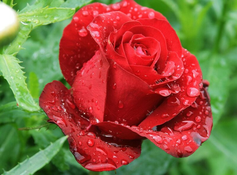 Red Rose with Water Droplets — Fresh, Morning