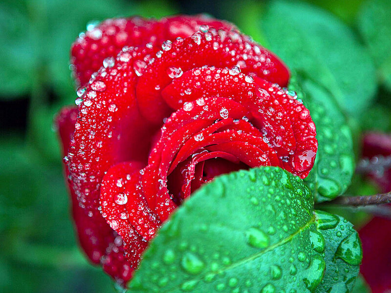 Red Rose with Water Droplets — Fresh