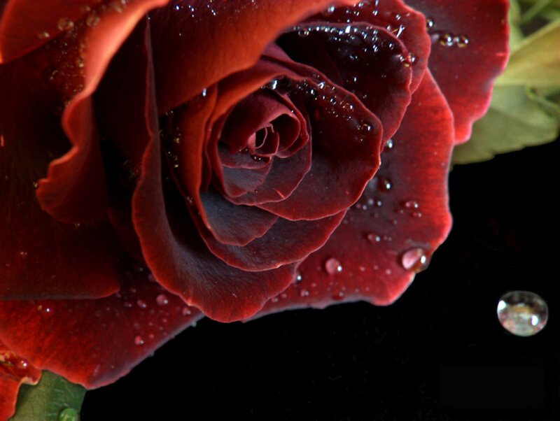 Red Rose with Water Droplets — Green Leaf