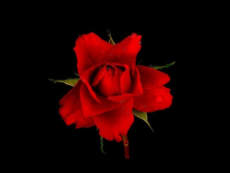Red Rose with Water Droplets — Green Leaves, Black