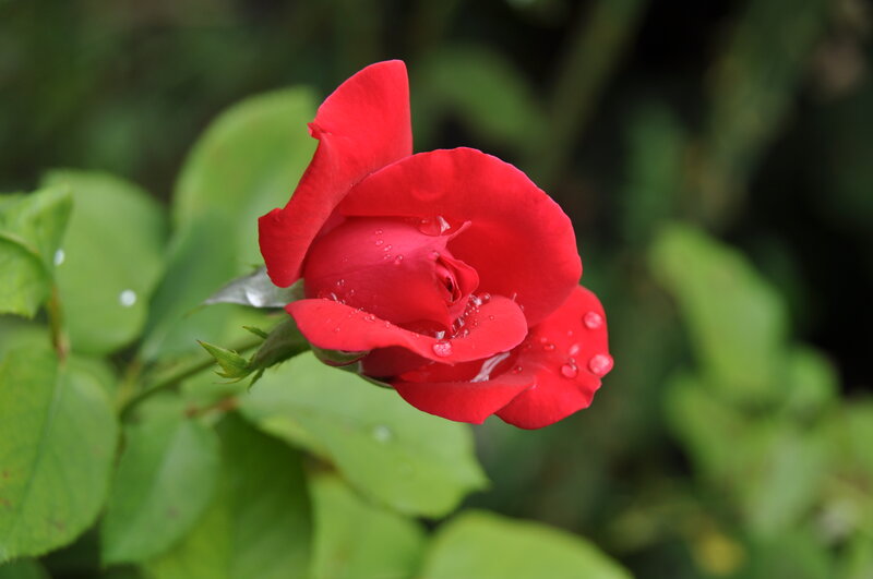 Red Rose with Water Droplets — Green Leaves, Water Droplets