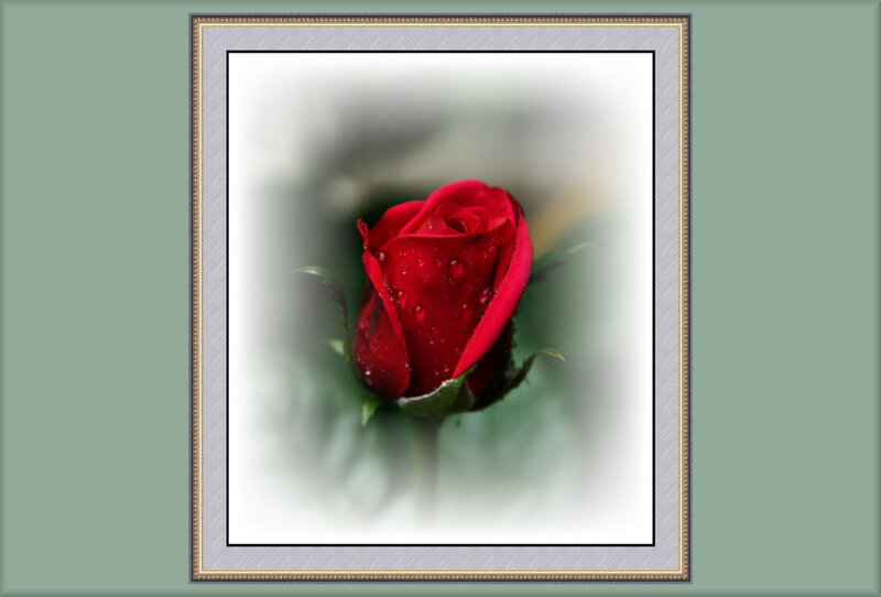 Red Rose with Water Droplets — Green Leaves, White