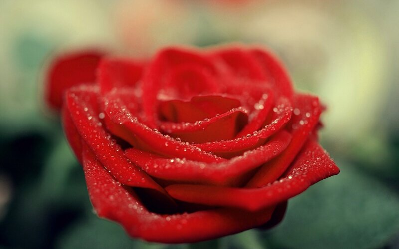 Red Rose with Water Droplets — Green, White