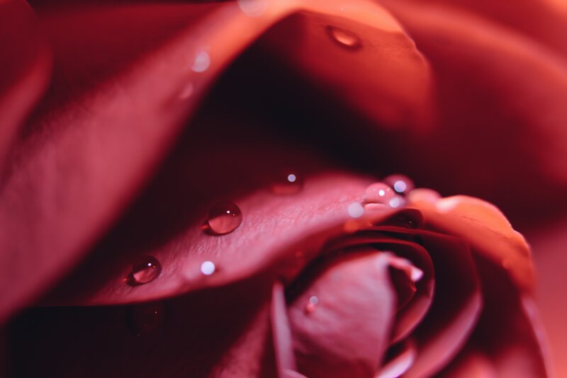 Red Rose with Water Droplets — Intimate