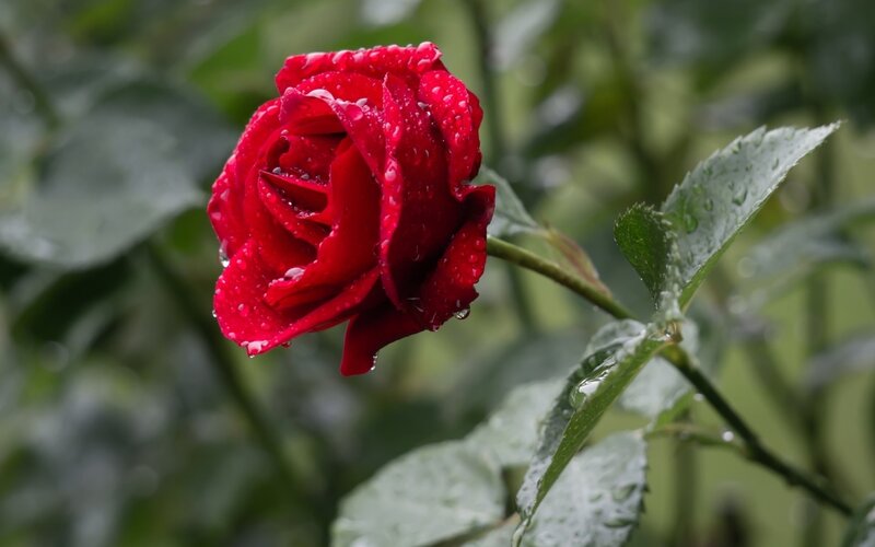 Red Rose with Water Droplets — Moist, Photograph, Green Leaves