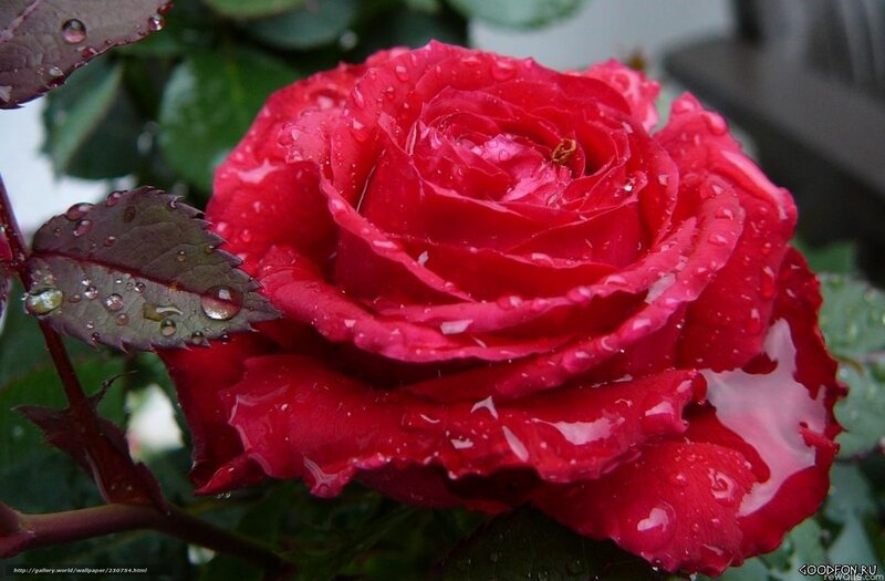 Red Rose with Water Droplets — Moist, Photograph, Leaf
