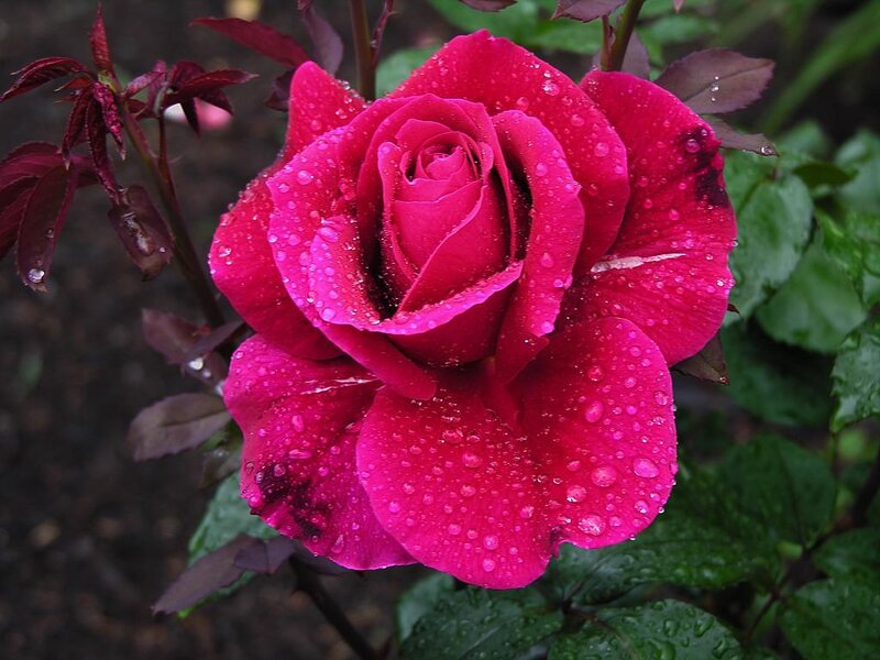 Red Rose with Water Droplets — Moist, Photograph