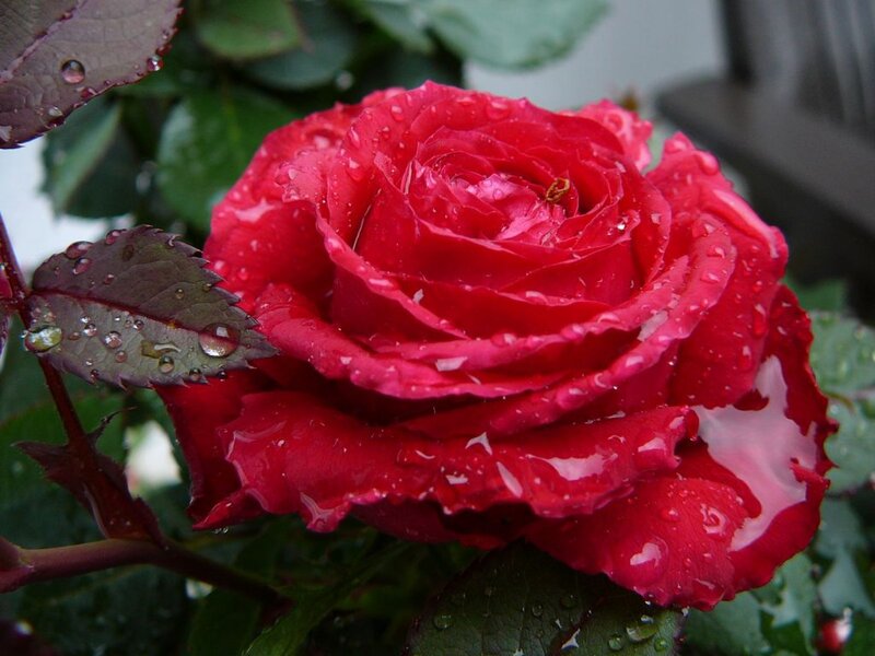 Red Rose with Water Droplets — Moist