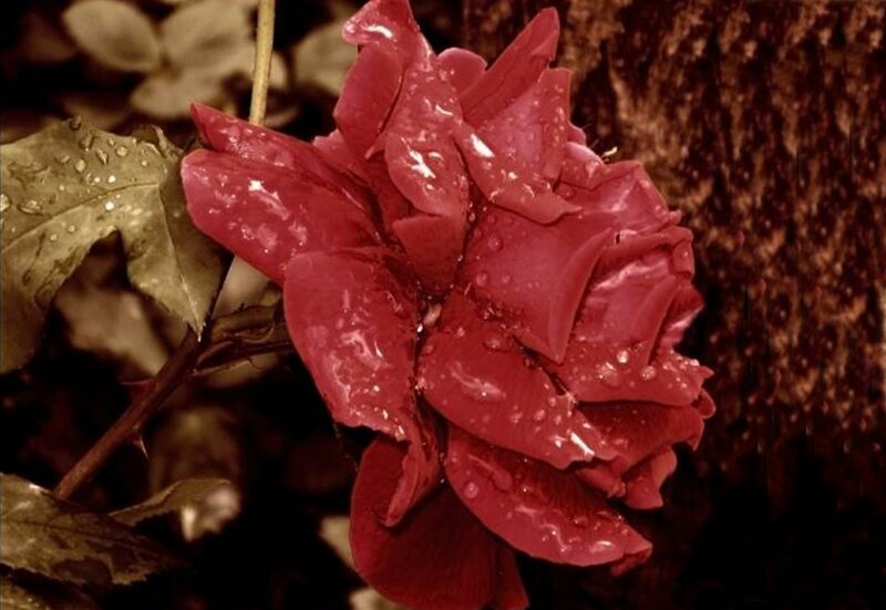 Red Rose with Water Droplets — Moody, Photograph