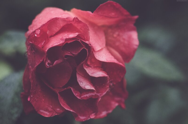 Red Rose with Water Droplets — Moody, Photograph, Water Droplets
