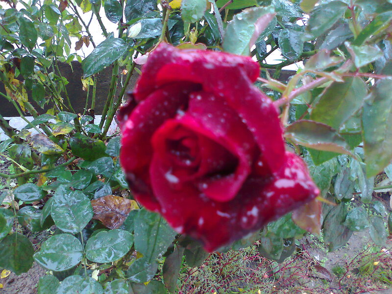 Red Rose with Water Droplets — Moody