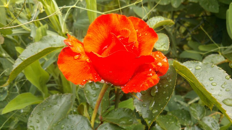 Red Rose with Water Droplets — Natural, Morning