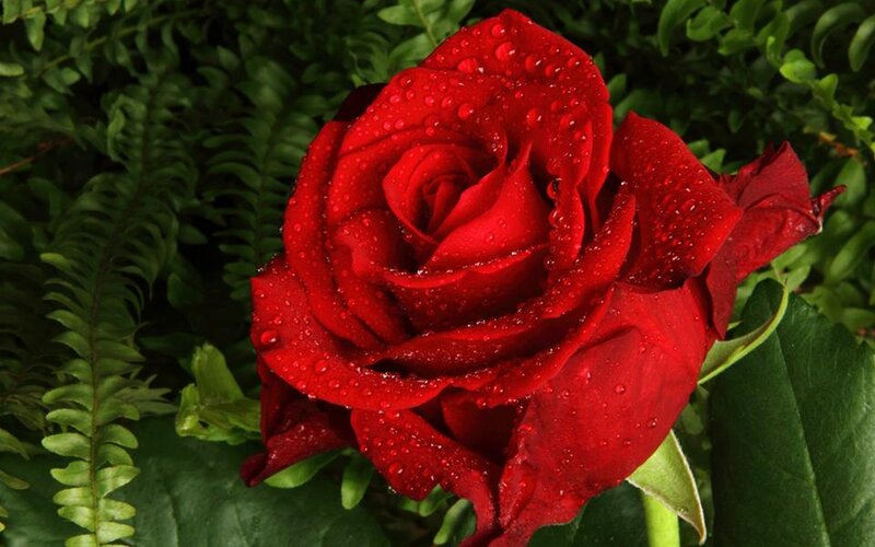 Red Rose with Water Droplets — Natural