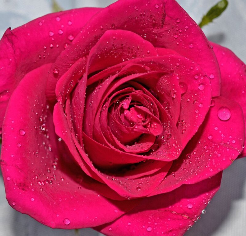 Red Rose with Water Droplets — Pink, Calm