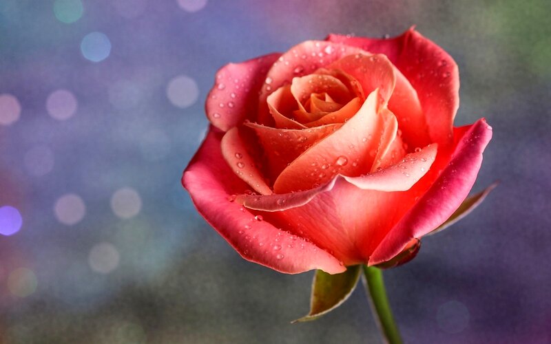 Red Rose with Water Droplets — Pink, Serene