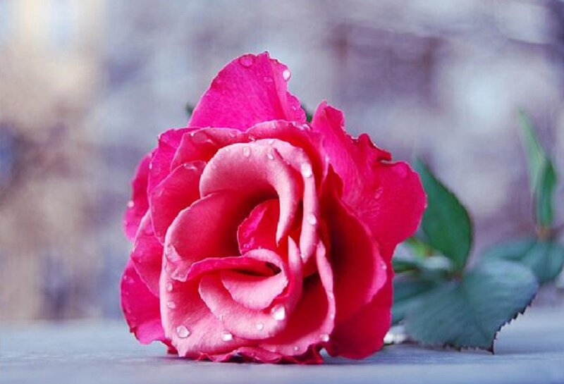 Red Rose with Water Droplets — Pink