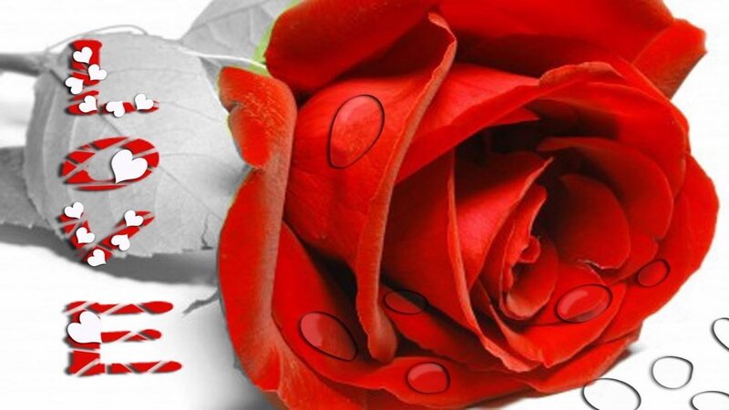 Red Rose with Water Droplets — Romantic, Digital Art