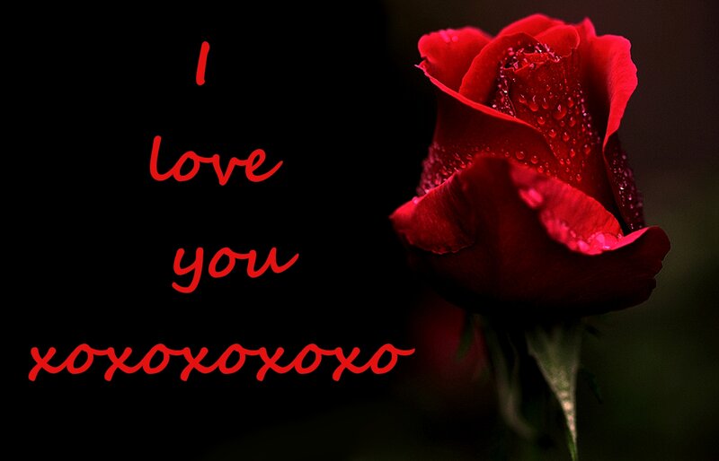 Red Rose with Water Droplets — Romantic, Night