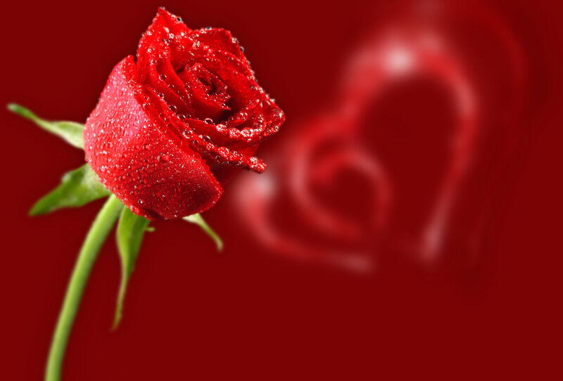 Red Rose with Water Droplets — Romantic, Photograph, Heart Shape