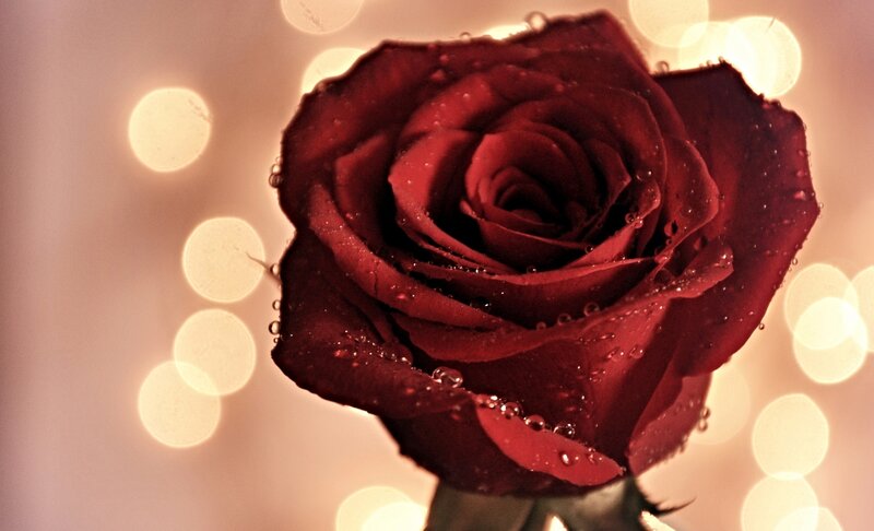 Red Rose with Water Droplets — Romantic, Photograph, Water Droplets, Bokeh Lights