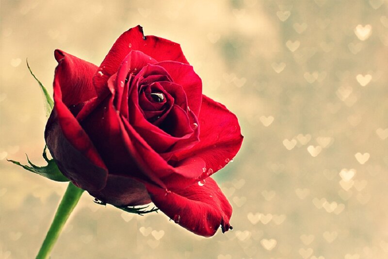 Red Rose with Water Droplets — Romantic
