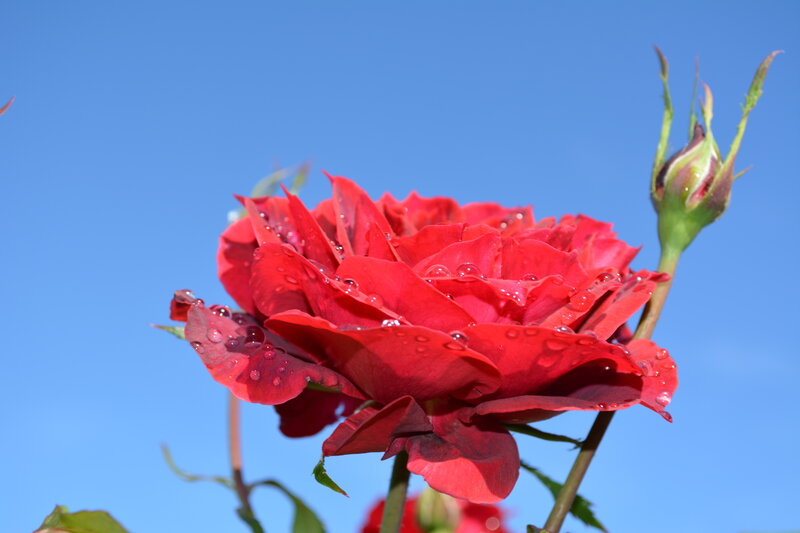 Red Rose with Water Droplets — Serene, Afternoon, Photograph, Bud, Sky