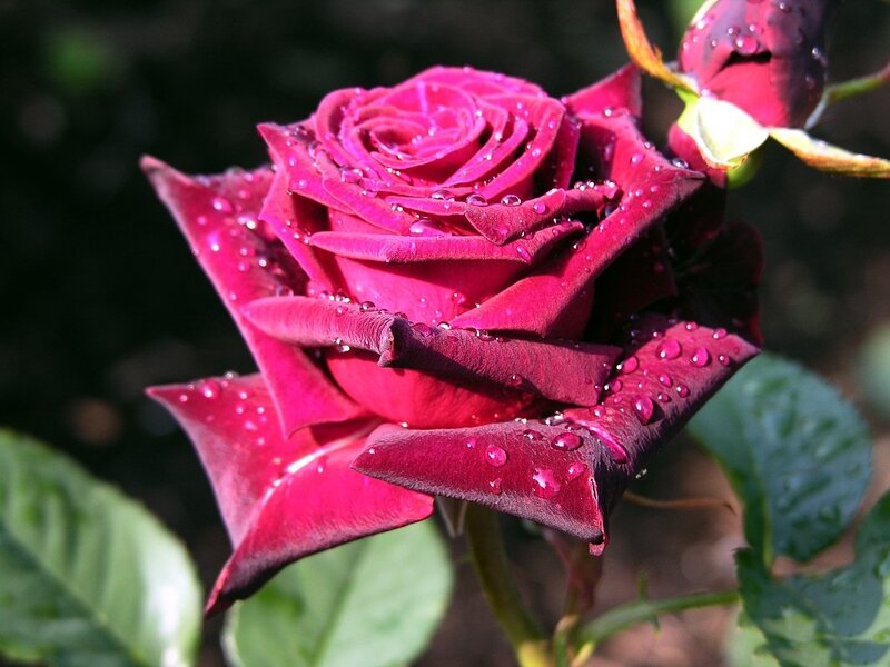 Red Rose with Water Droplets — Serene, Afternoon, Photograph, Bud