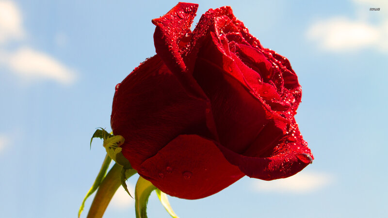 Red Rose with Water Droplets — Serene, Afternoon, Photograph, Sky