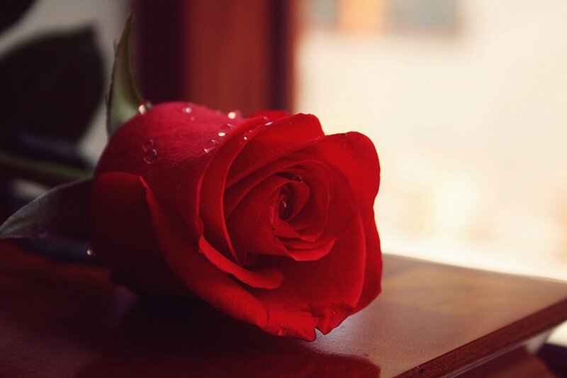 Red Rose with Water Droplets — Serene, Afternoon, Photograph, Water Droplets