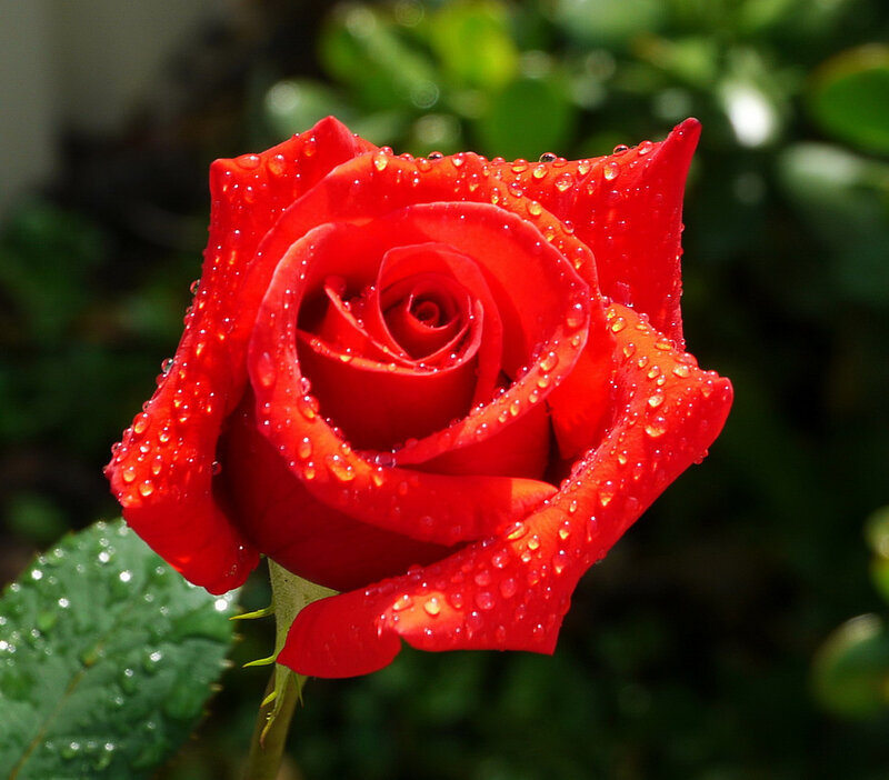 Red Rose with Water Droplets — Serene, Afternoon