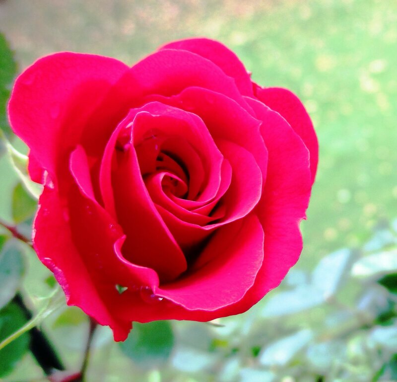 Red Rose with Water Droplets — Serene, Morning, Photograph, Flower