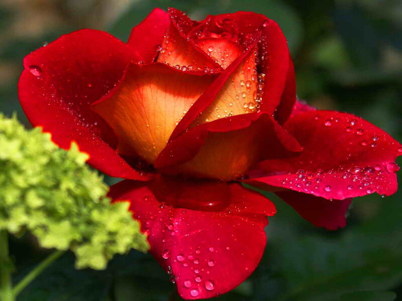 Red Rose with Water Droplets — Serene, Morning, Photograph, Green Flower