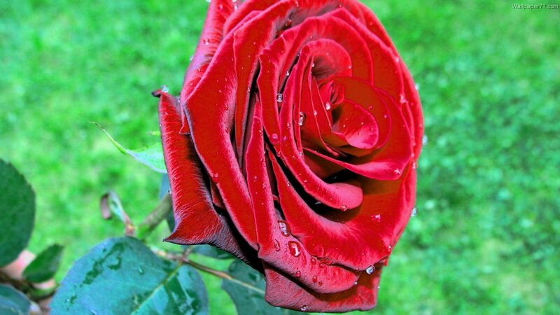 Red Rose with Water Droplets — Serene, Morning, Photograph, Green Grass