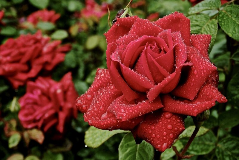 Red Rose with Water Droplets — Serene, Morning, Photograph, Green Leaves, Other Roses