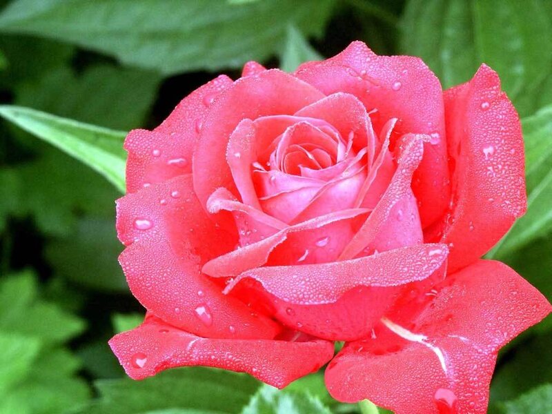 Red Rose with Water Droplets — Serene, Morning, Photograph, Green Leaves, Water Droplets, Green