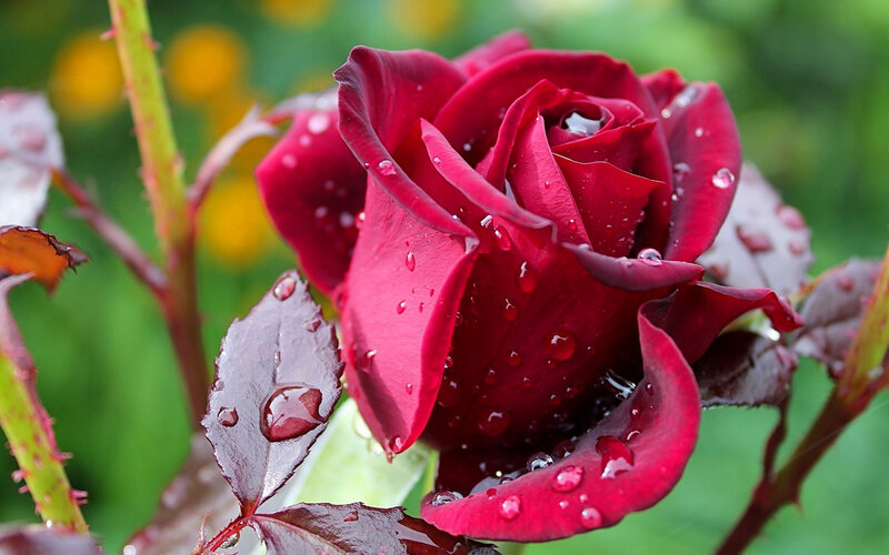 Red Rose with Water Droplets — Serene, Morning, Photograph, Leaves