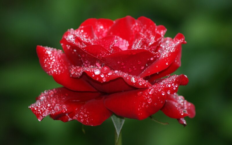 Red Rose with Water Droplets — Serene, Morning, Photograph, Water Droplets, Green Background, Petals