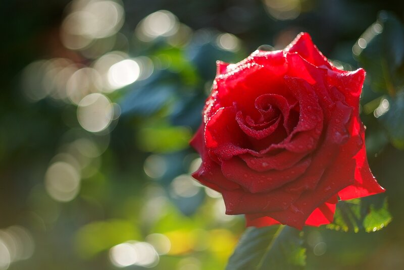 Red Rose with Water Droplets — Serene, Morning, Photograph, Water Droplets, Green Leaves, Bokeh