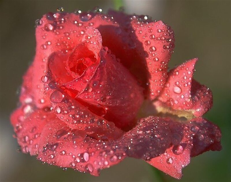 Red Rose with Water Droplets — Serene, Morning, Photograph, Water Droplets, Petals