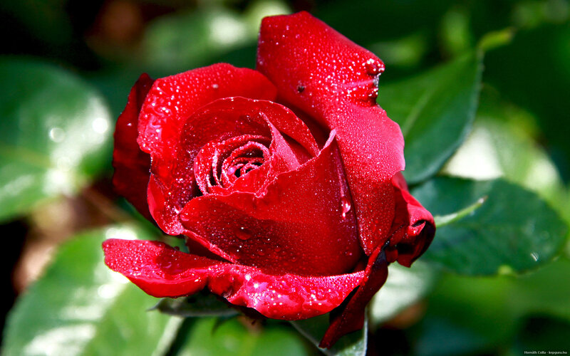 Red Rose with Water Droplets — Serene, Morning