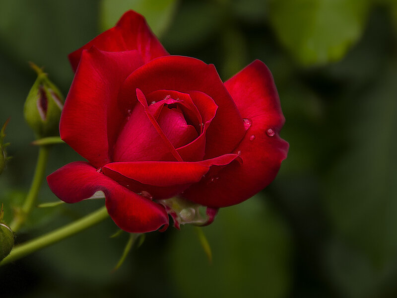Red Rose with Water Droplets — Serene, Photograph, Bud, Leaf
