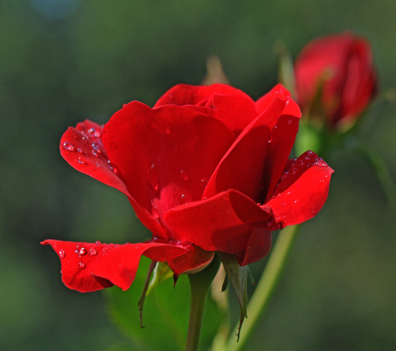 Red Rose with Water Droplets — Serene, Photograph, Bud