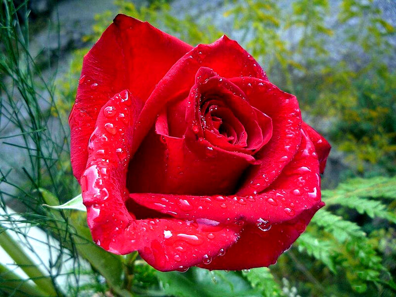 Red Rose with Water Droplets — Serene, Photograph, Green Foliage